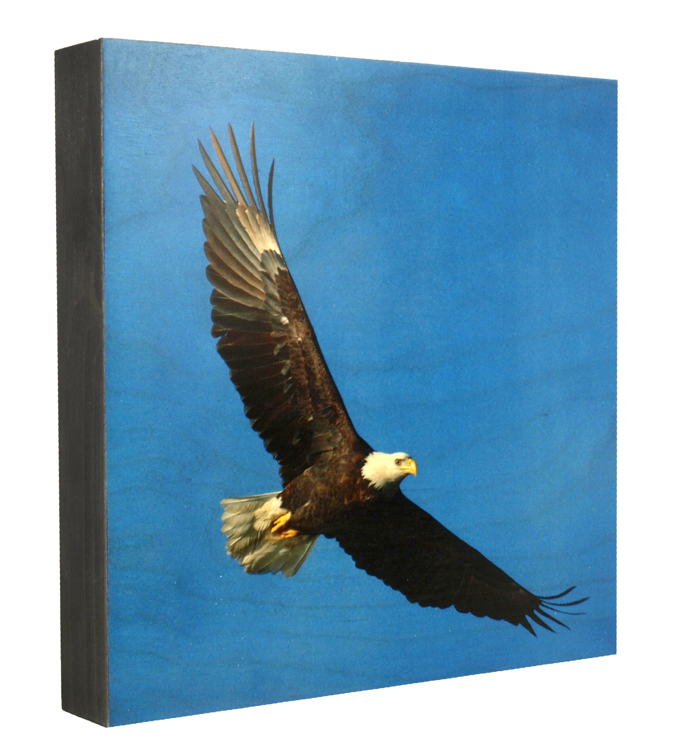 Walnut Hollow Ingrained Art with Black Onyx Edge, Bald Eagle Flying on a Summit