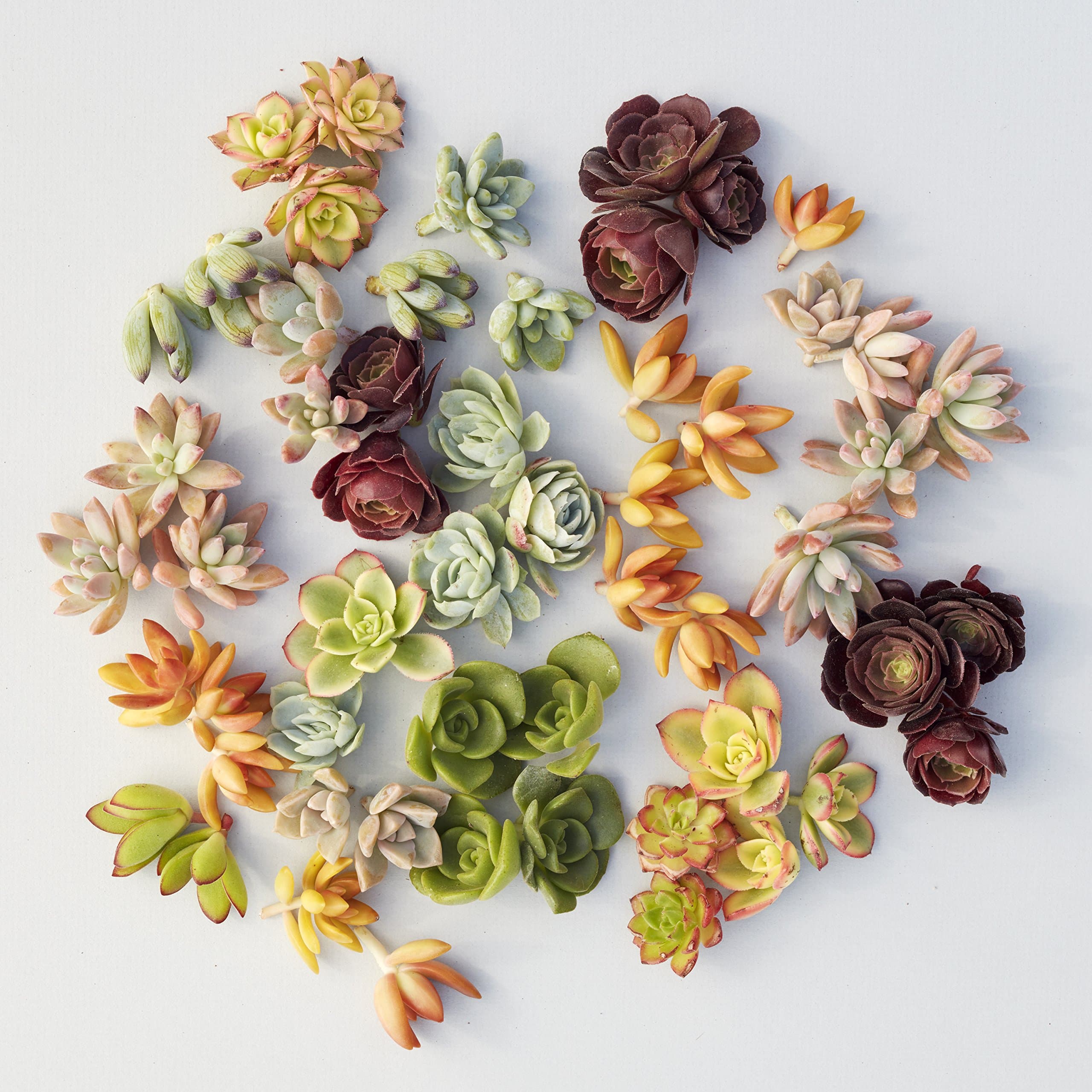 Succulent Gardens Set of 100 Assorted Succulent Cuttings Plant, Multicolor