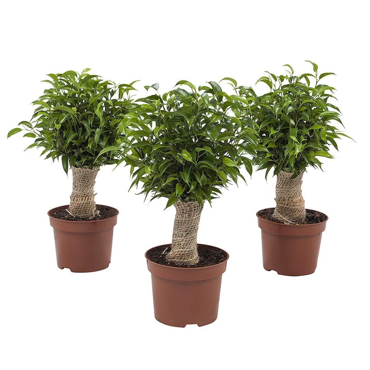 Indoor Plants from Botanicly – 3 × Weeping fig – Height: 35 cm – Ficus benjamina Natasja