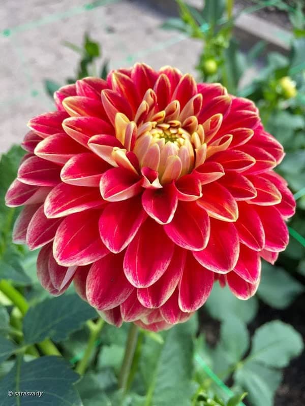 Radha Krishna Agriculture® Imported Dahlia Flower Bulbs Red | Fragrant Flowers Planting Bulb For all season Outdoor And Indoor Gardening Pack of 1