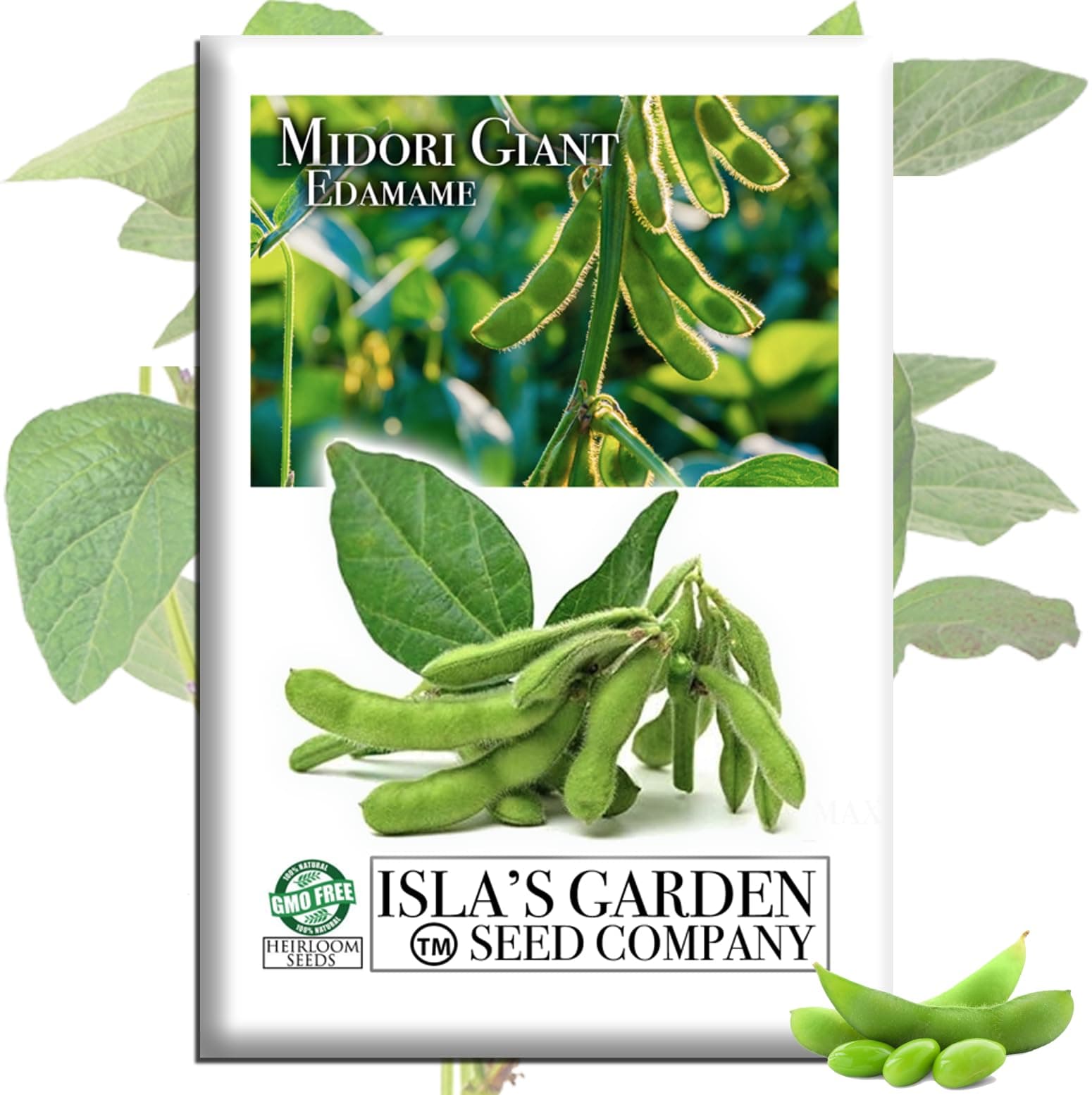 Midori Giant Edamame Seeds (Glycine max) – 25+ Heirloom Non-GMO Seeds by Isla’s Garden Seeds, Large Tender Pods, High-Yield Soybeans, Ideal for Fresh Eating Boiling, Garden Beds Containers