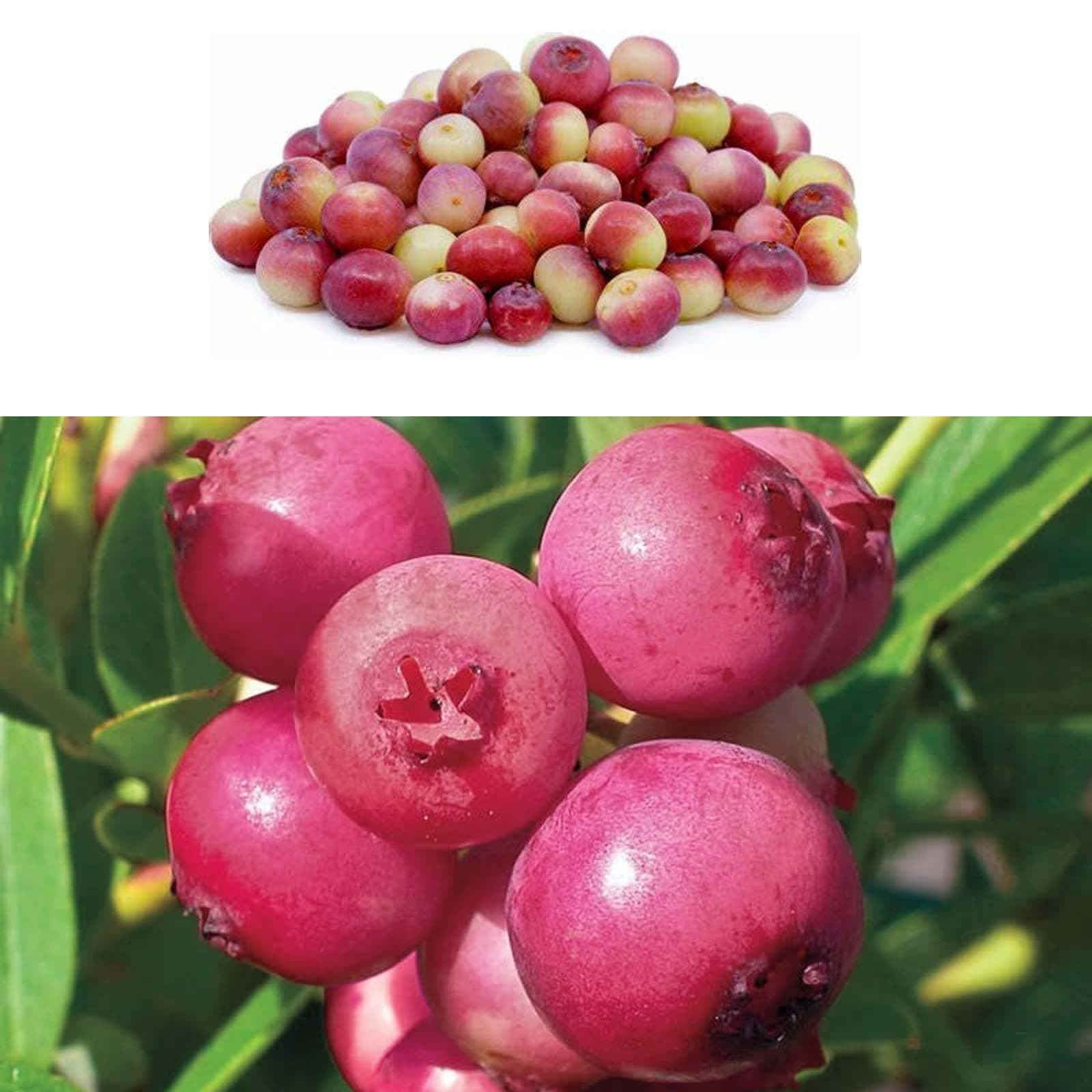 Blueberry Bush 'Pink Lemonade' Plant in 9cm Pots - Reliable and Heavy Cropping - Vaccinium Plants (Environment Friendly Packaging)