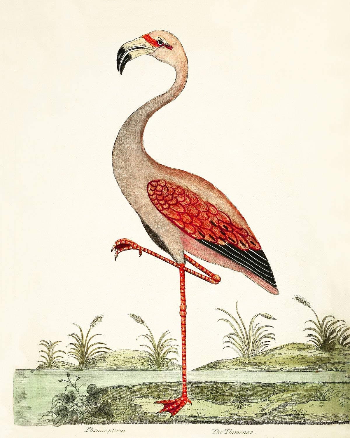 Flamingo Art Print - Vintage Bird Tropical Art for Living Room or Bedroom
