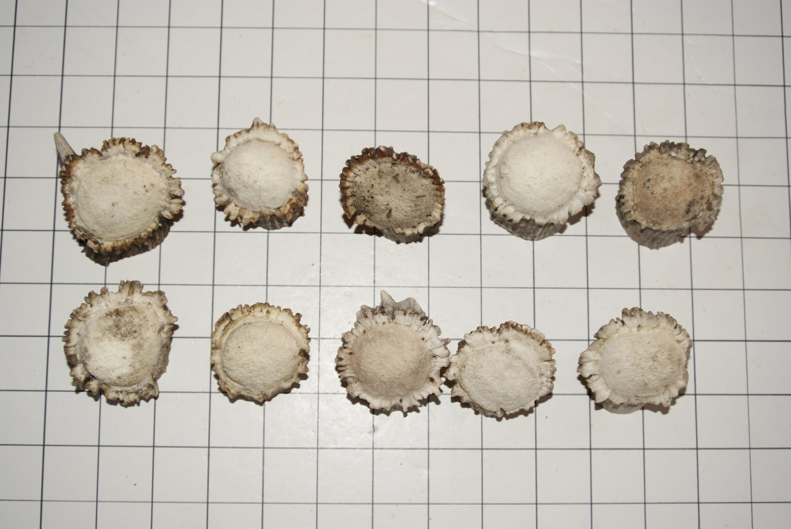 Deer Antler Burrs - 10 Qty X Large Size - Real Deer Antler Burrs - Make Your Own Antler Cabinet & Drawer Pulls - Crafting, Jewelry, Furniture, Home Decor