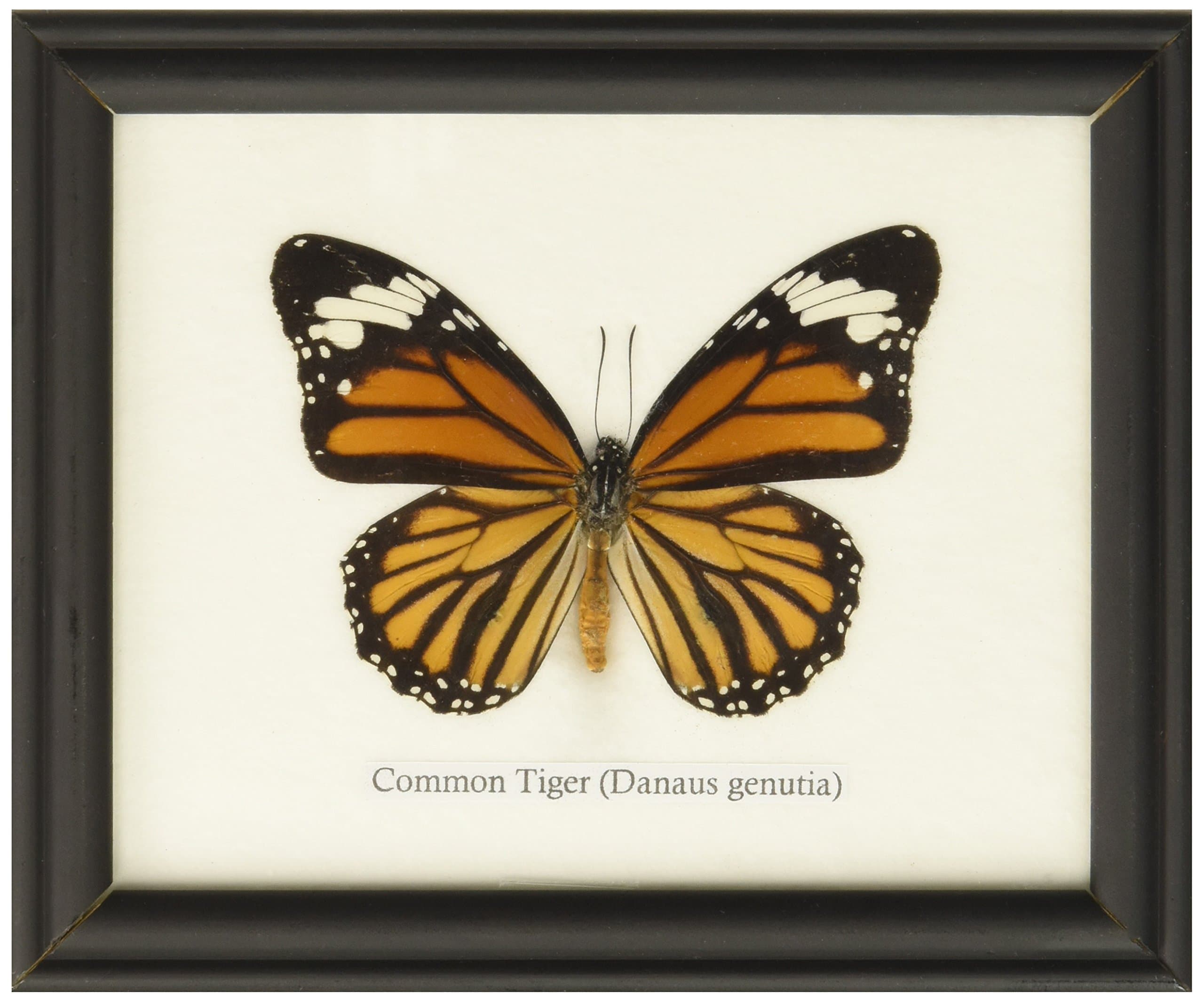 Framed Real Common Tiger Butterfly Collection Display Insect Taxidermy