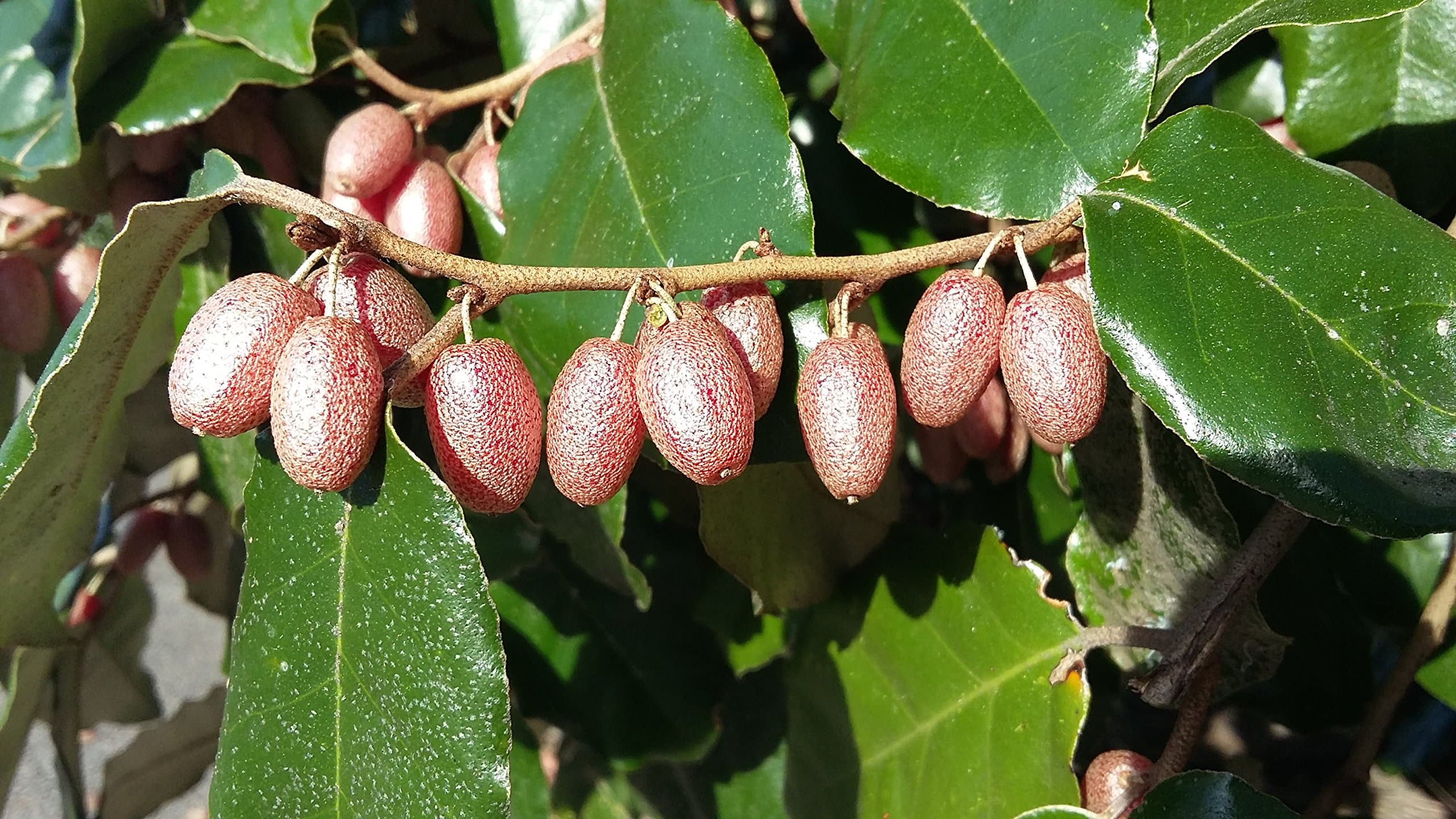 Evergreen Silverberry Elaeagnus ebbingei Shrub - 10-15cm Seedling Fragrant Flowers, Edible Fruits